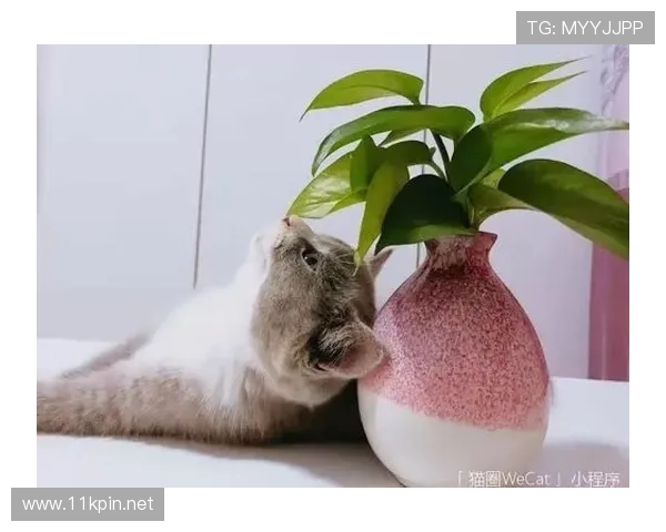 黄雅琼的日常：凌晨四点起床练球，回家还得给猫铲屎